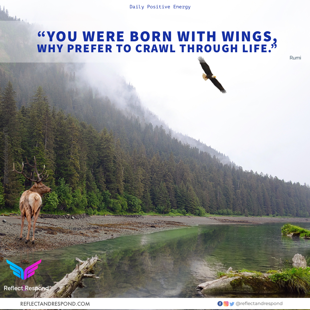 You were born with Wings - Rumi